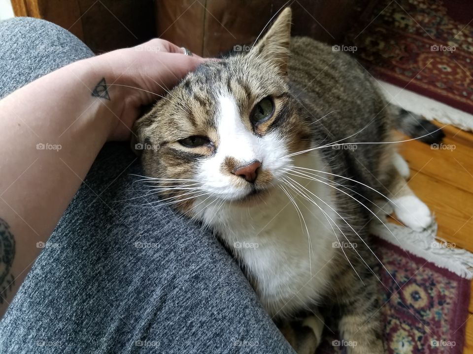 Fat Cat Loves the Pets