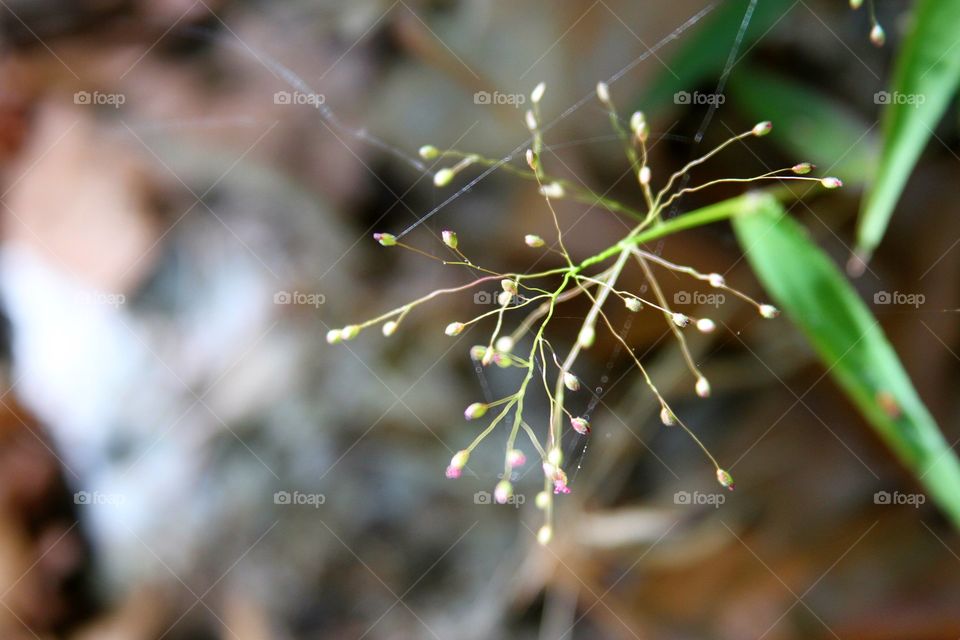 grass blooming in miniture.