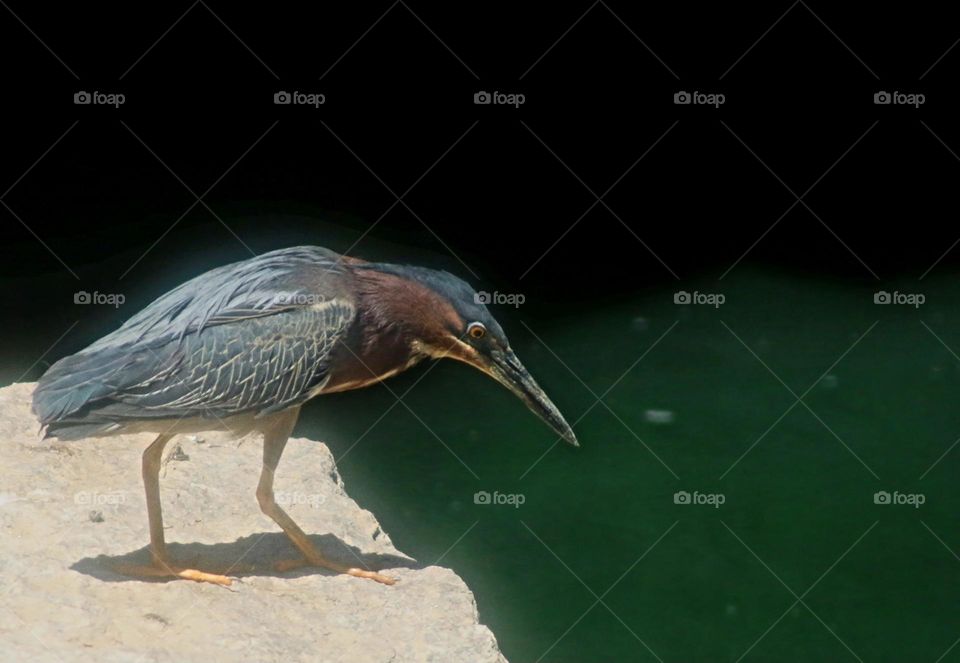 Green Heron in Shadow of Bridge
