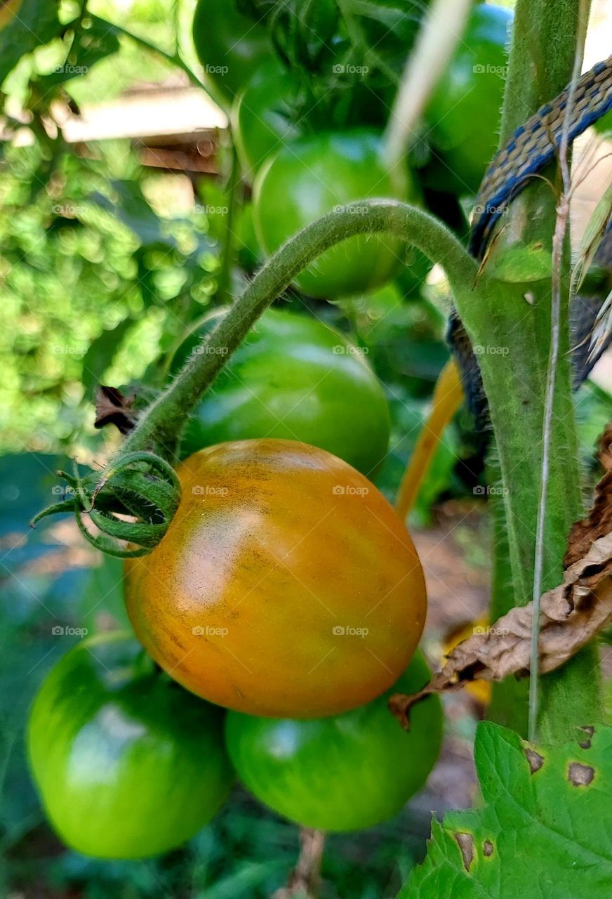 Tomates na horta, frescos, sem agrotóxicos, uma delícia!