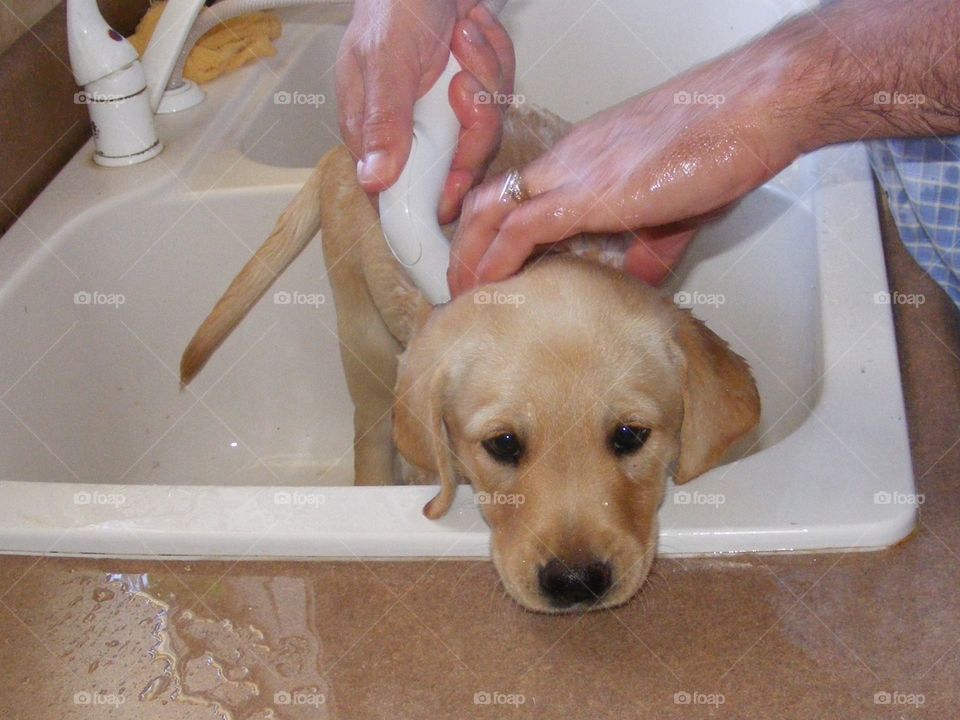 Puppy getting a kitchen sink bath