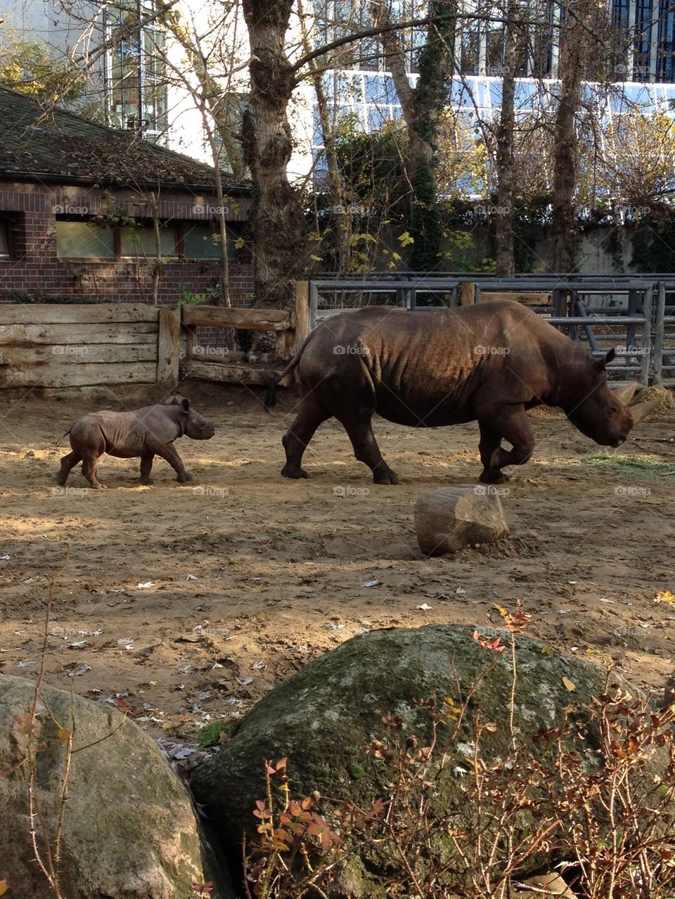 Mom and baby rhino