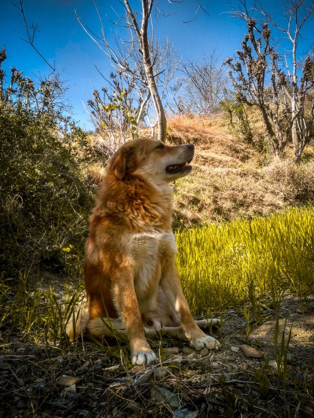 For dog lovers a beautiful picture.