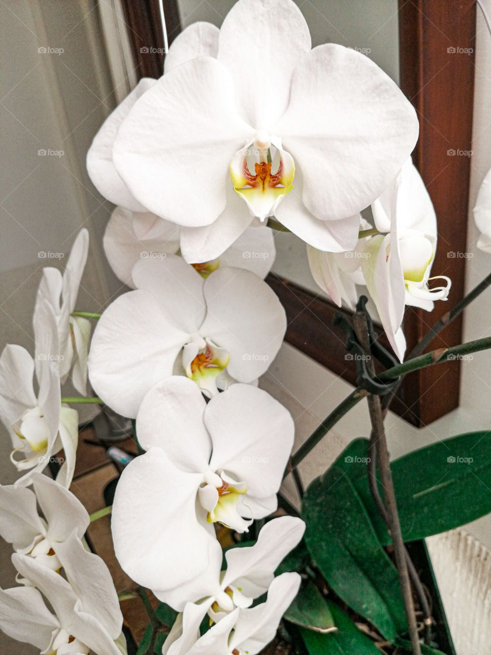 Orchids, Flower, Nature, Tropical, Elegant