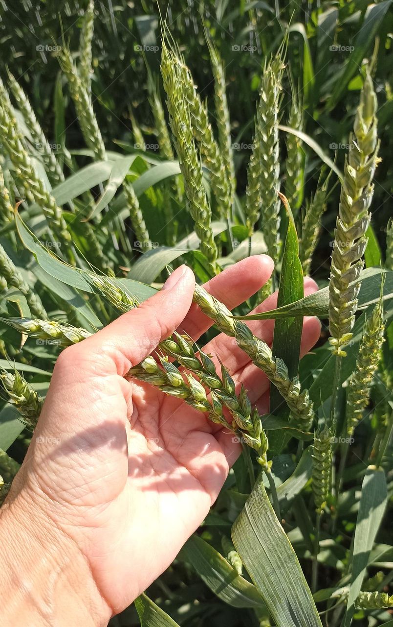 green grains and female hand love earth