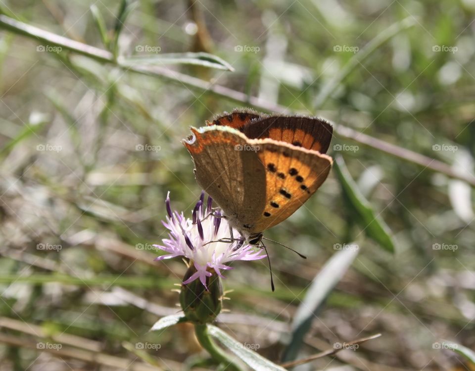 It is a butterfly perched on a flower. Around there are green plants.