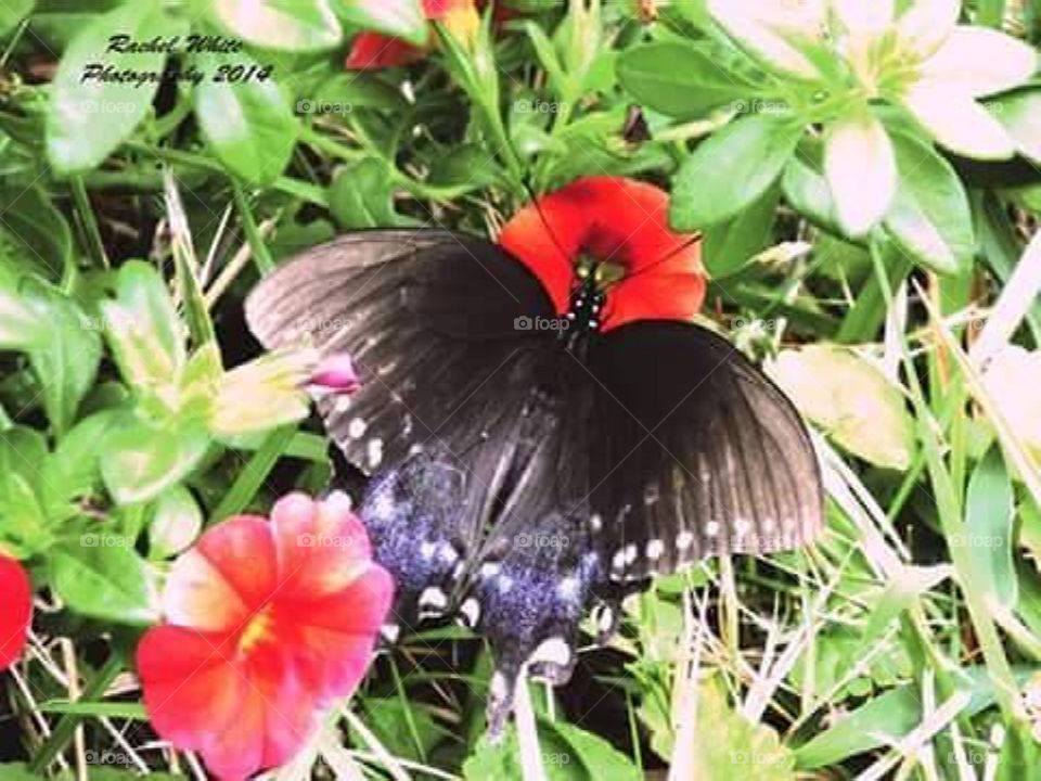 Spring Butterfly