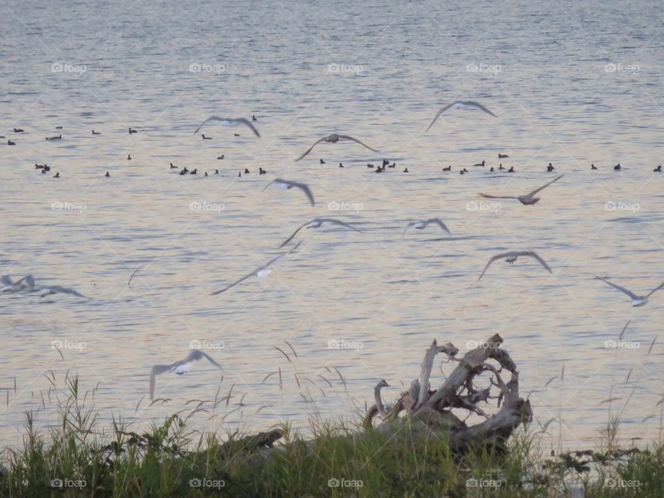 Seagulls Taking Flight