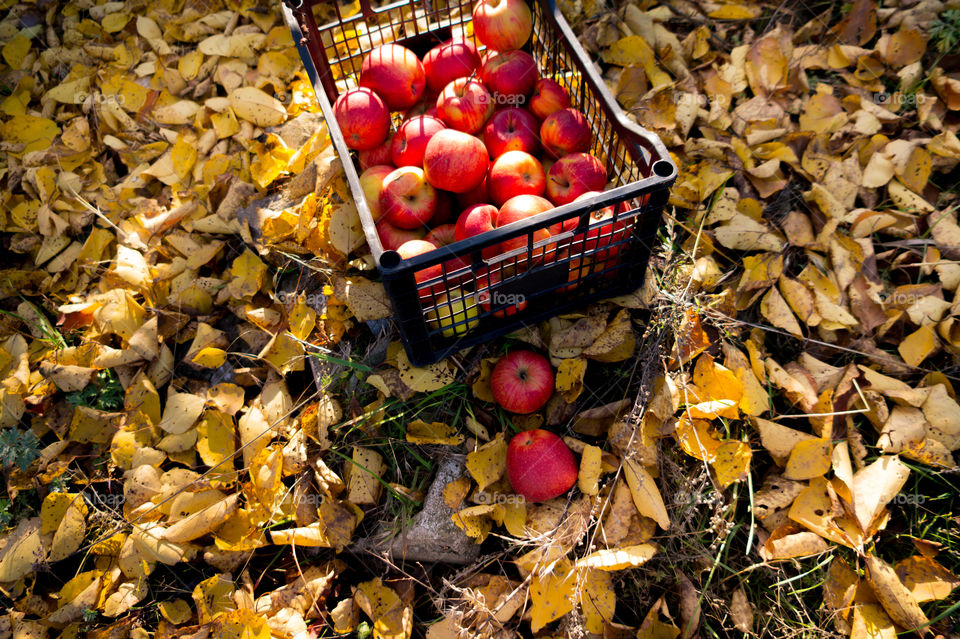 Harvest ripe juicy and tasty apples. Harvested juicy apples from fertile trees.