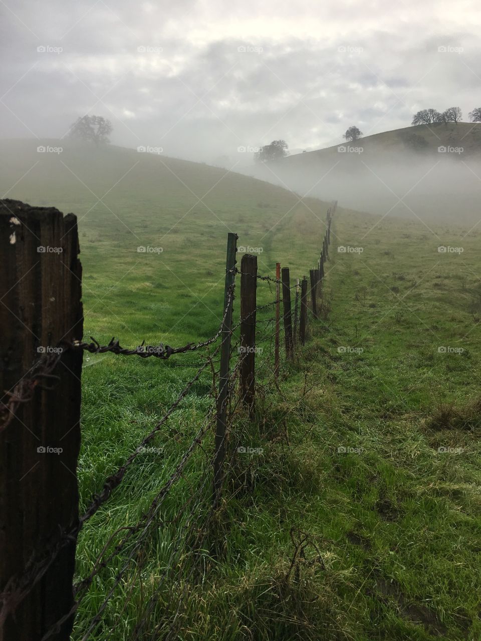 Fog covered rolling hills of CA. Black Diamond Mines Preserve. 