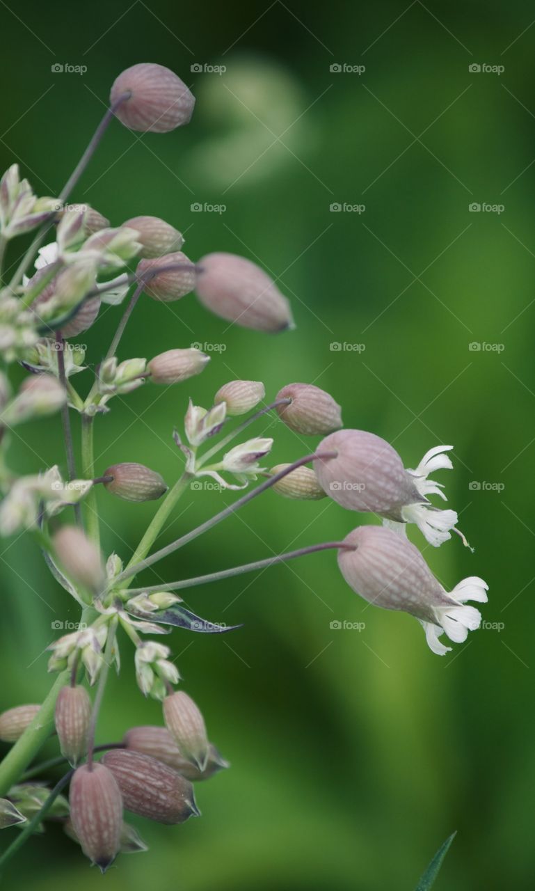 The beauty of wildflowers 