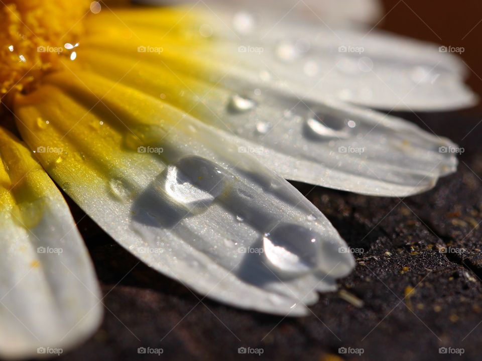 Macro daisy with raindrops 
