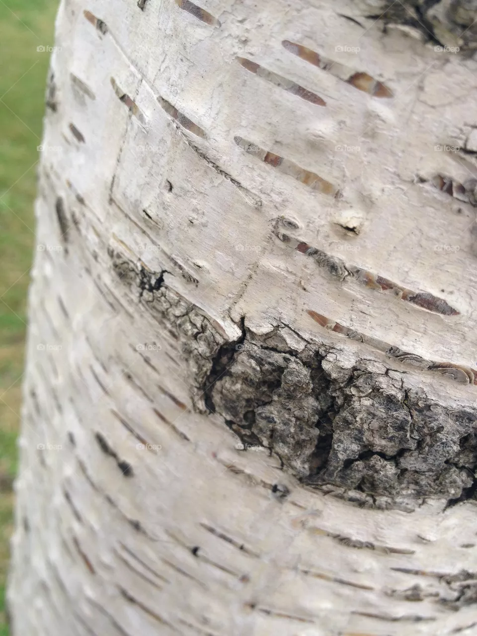 Tree trunk