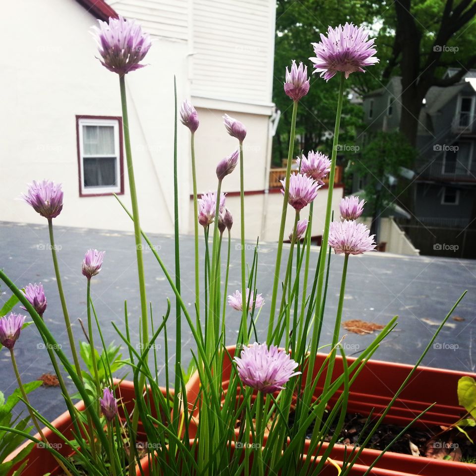 rooftop chives