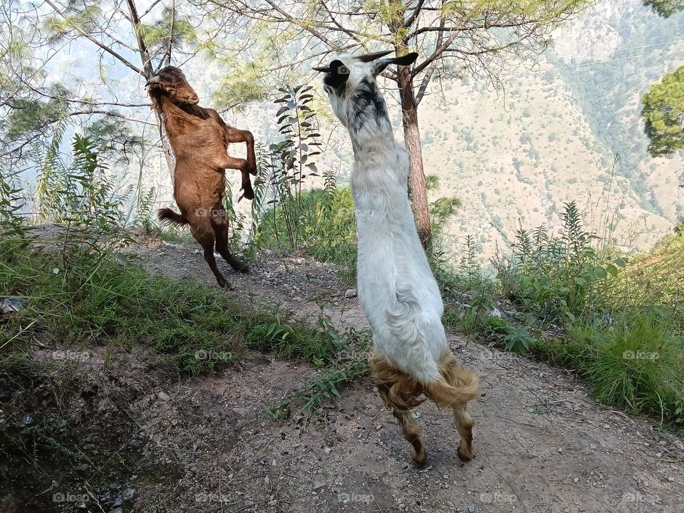 goats fight