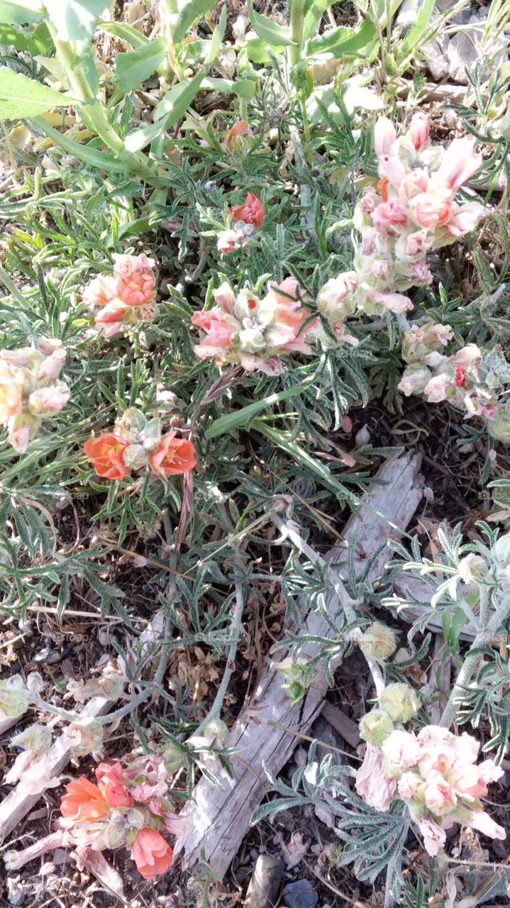 mountain flowers. flowers up west mountain Utah