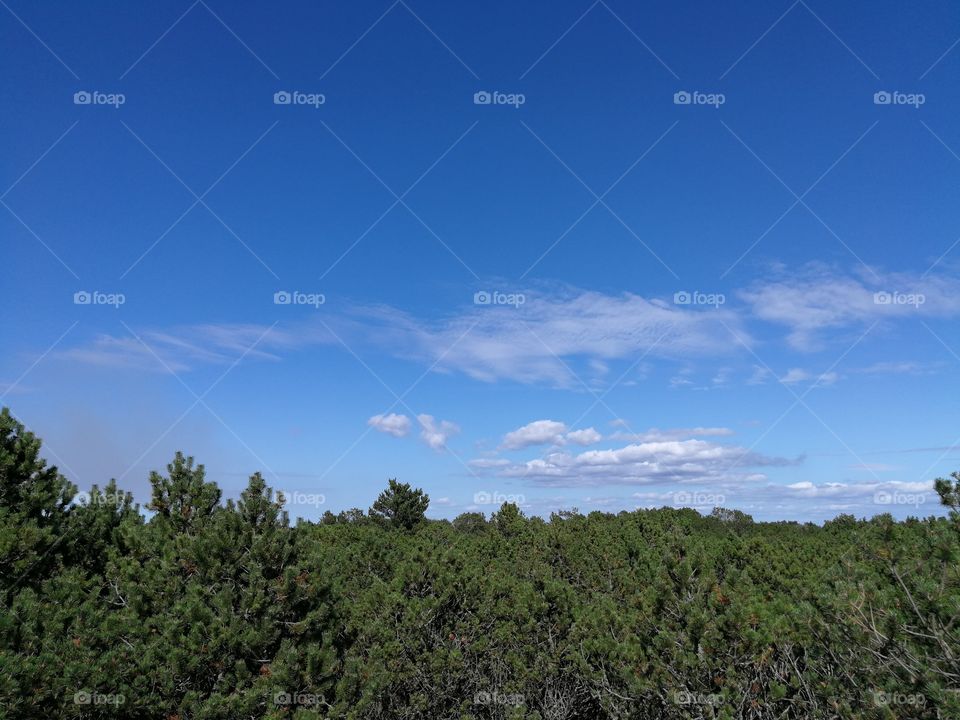 Blue Sky over the Forest