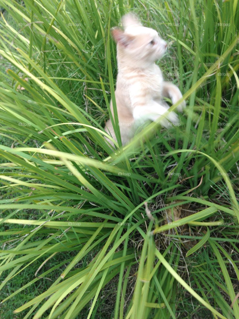 Leo my kitten. Leo! Baby kitten playing in grass