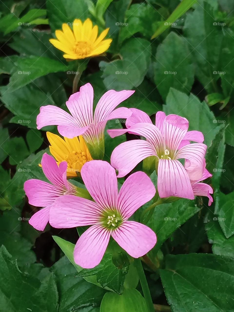 Beautiful flowers in bloom