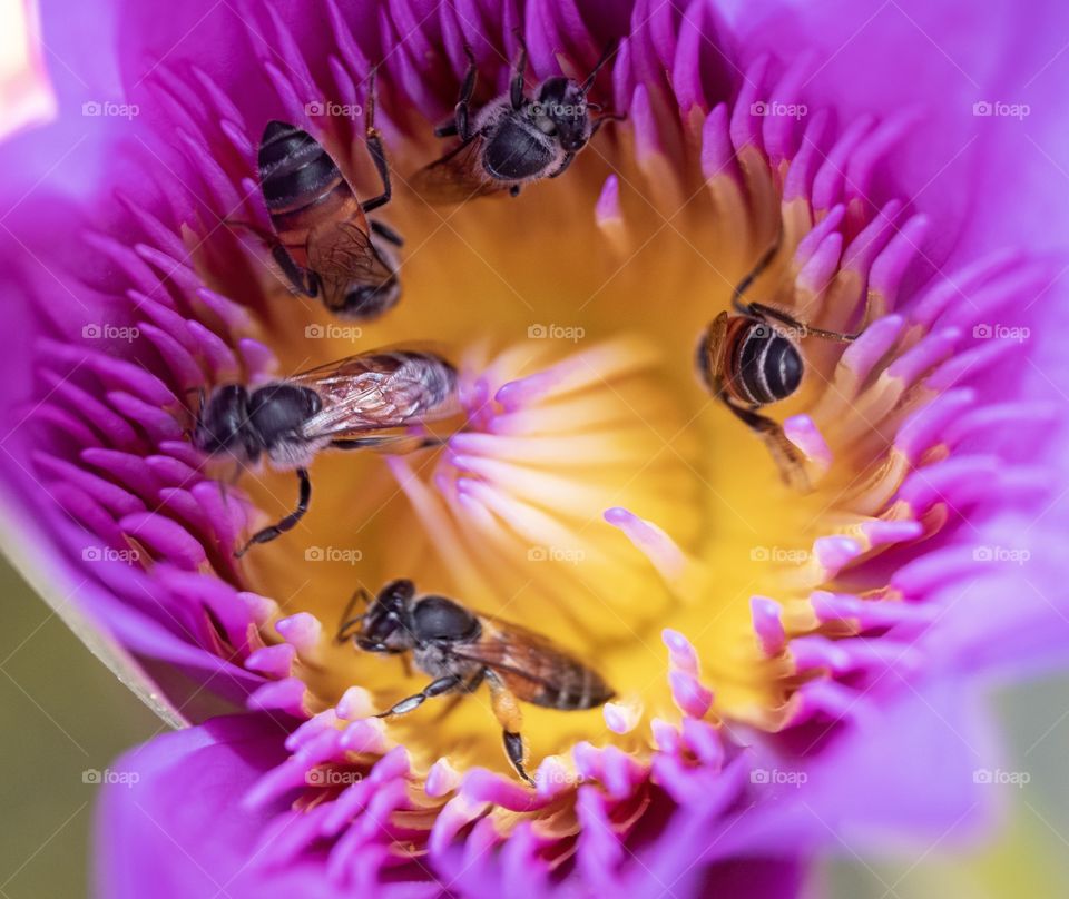 Bee are finding honey inside lotus