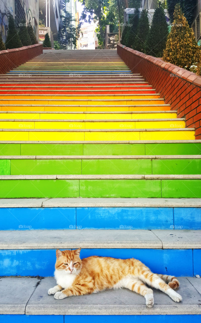 a cat is laying on a colorful rainbow stairway