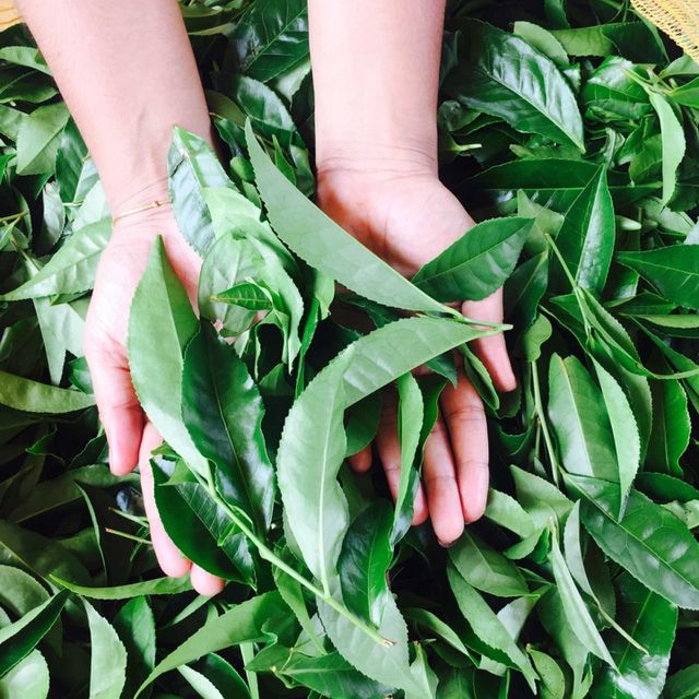 tea leaf