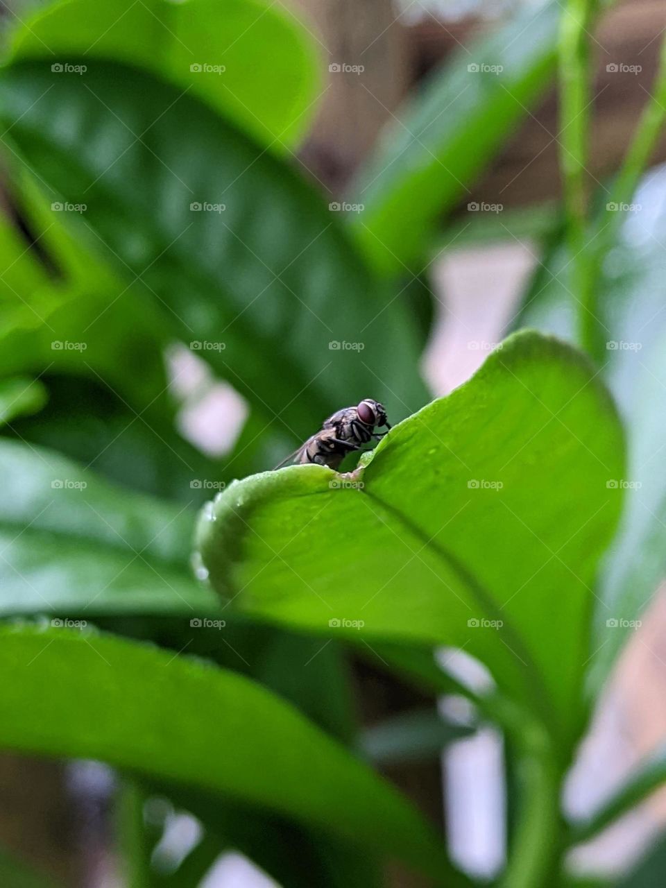 flies landing on green leaves🪰🌱