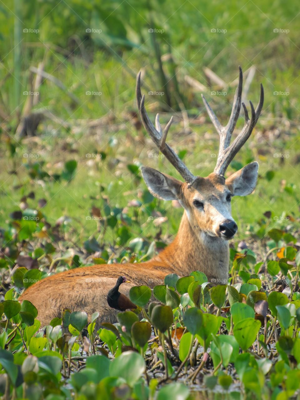 Cervo do Pantanal Adulto (macho)