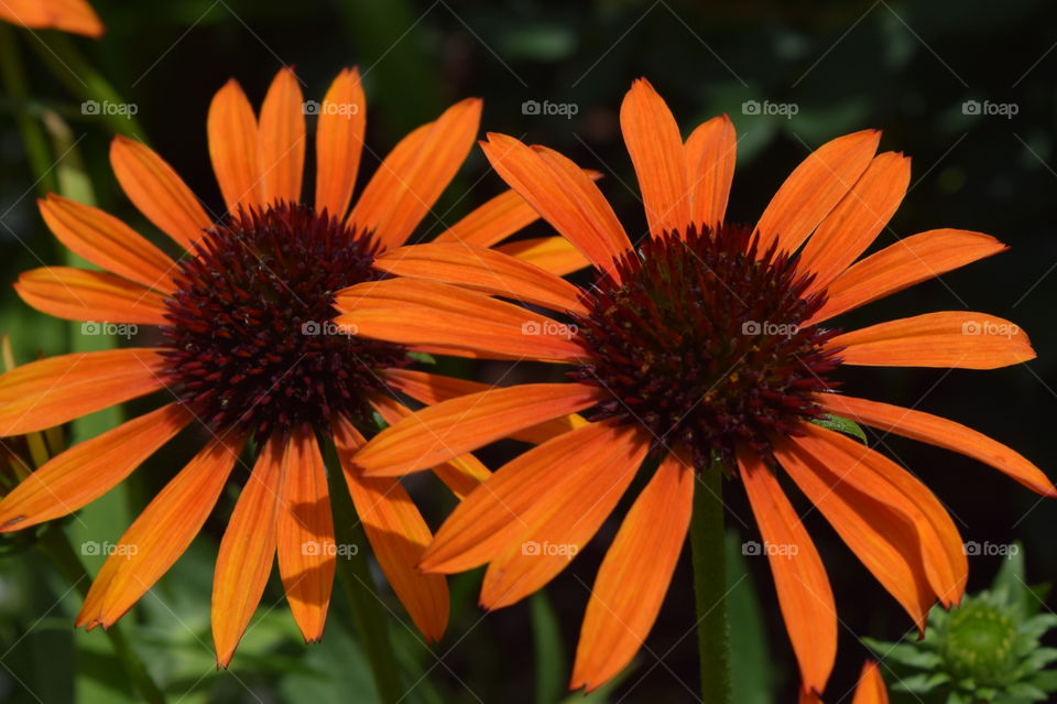 perfect orange . flowers of northwest arkansas 