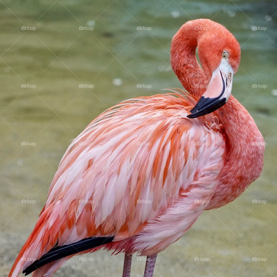 Flamingo 