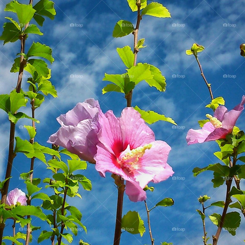 Pink flowers. Autumn flowers