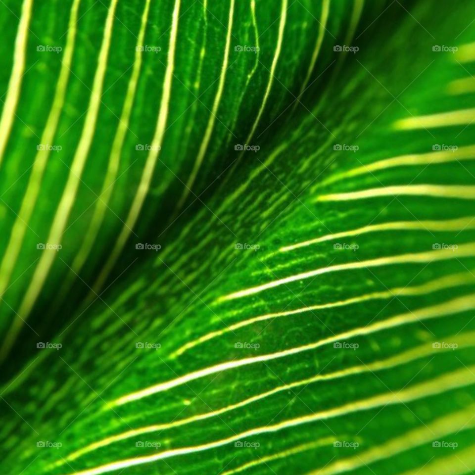 Leaf 