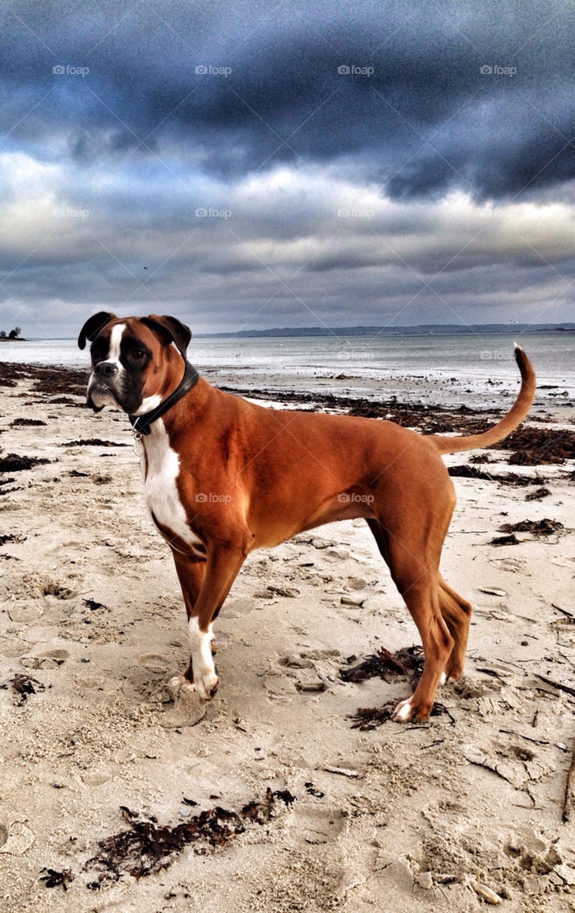 denmark beach dog beautiful by lottegodte