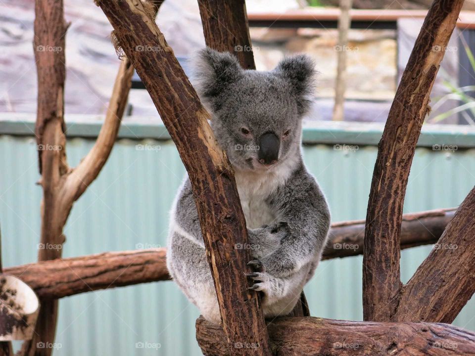 Old koala in the branches