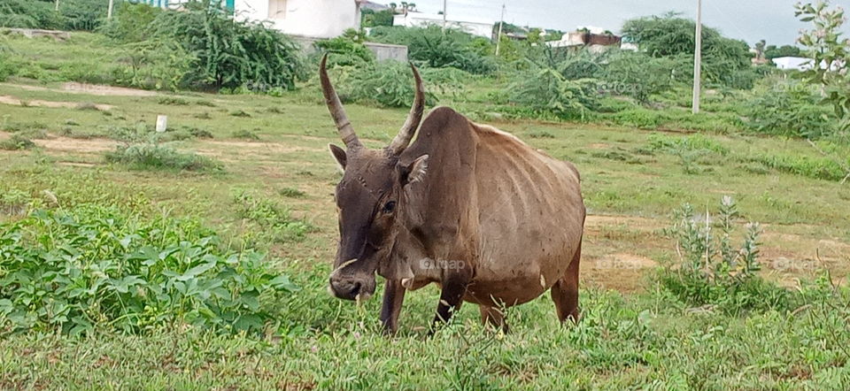 village,oxe, madurai,tamilnadu, India