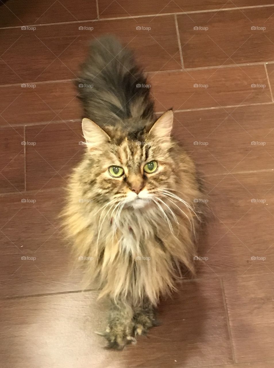 Maine Coon tortoiseshell cat. Shaggy is s senior cat - approximately 17 years old.
