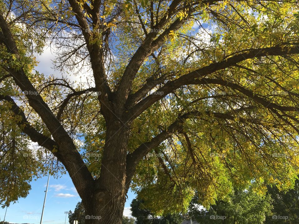 Beautiful tall tree! 