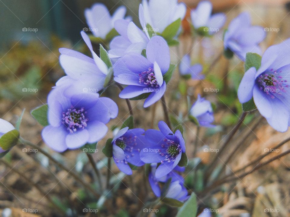 flower spring blossom 