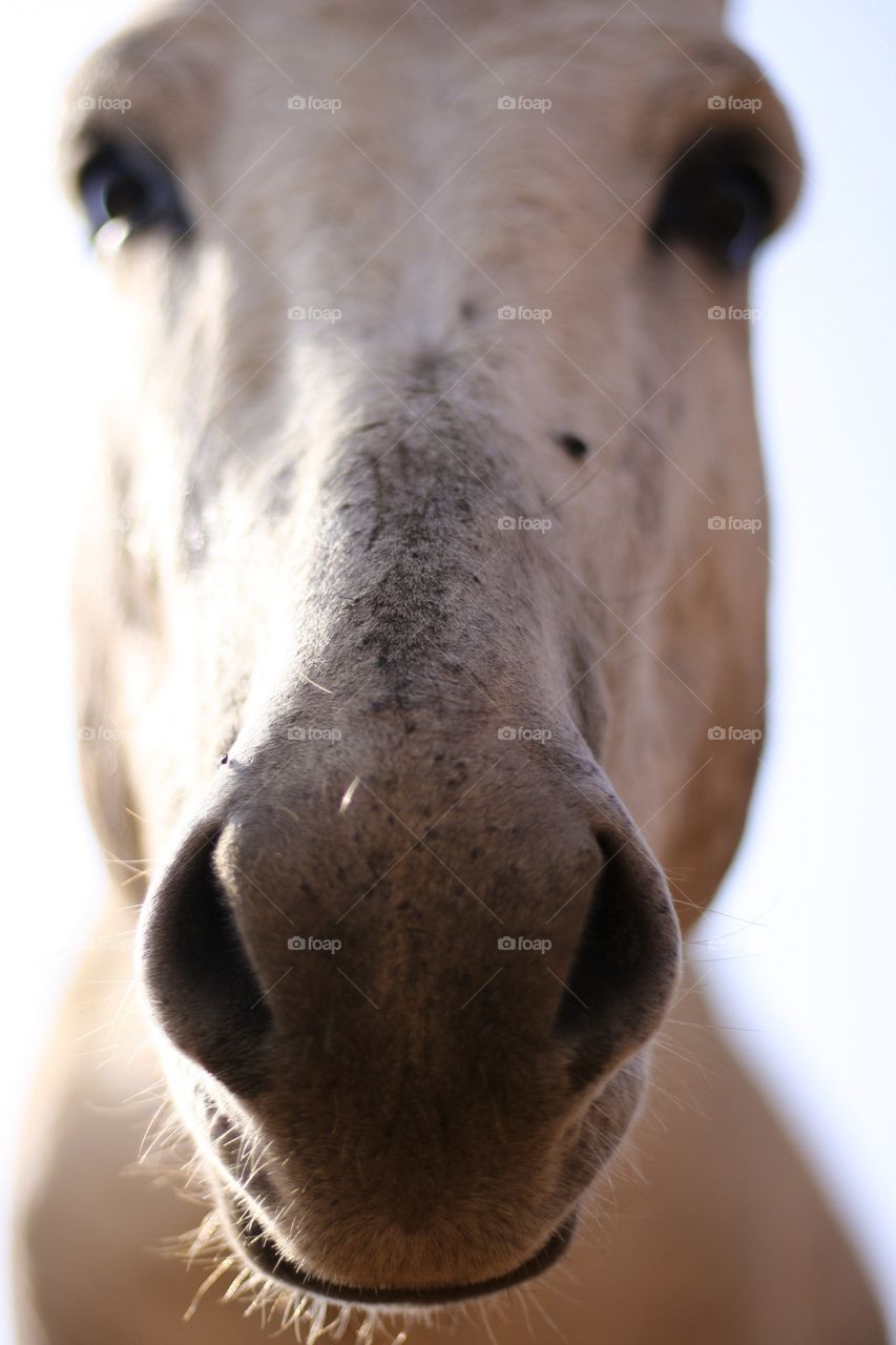 Curious donkey. This donkey was very curious and came to say hallo to the camera 