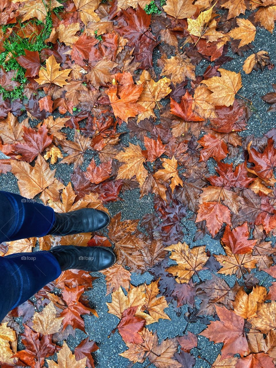 Fallen leaves on the ground 