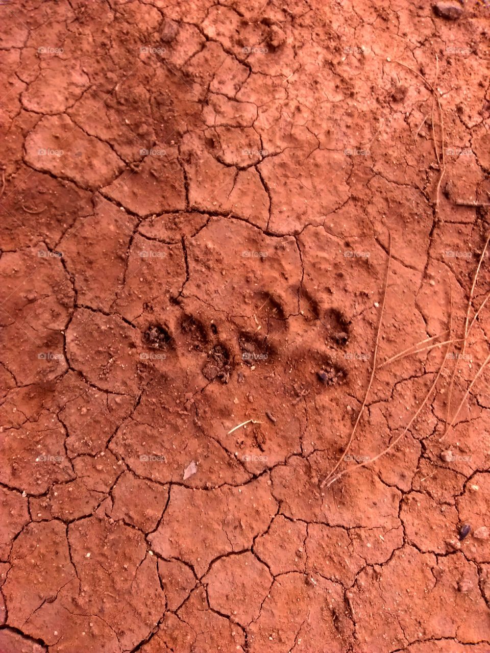 Dog paw prints dried in mud