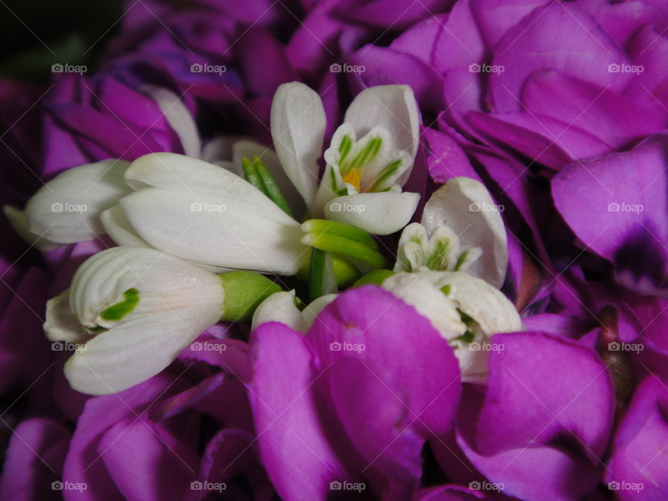 White and violet small flowers