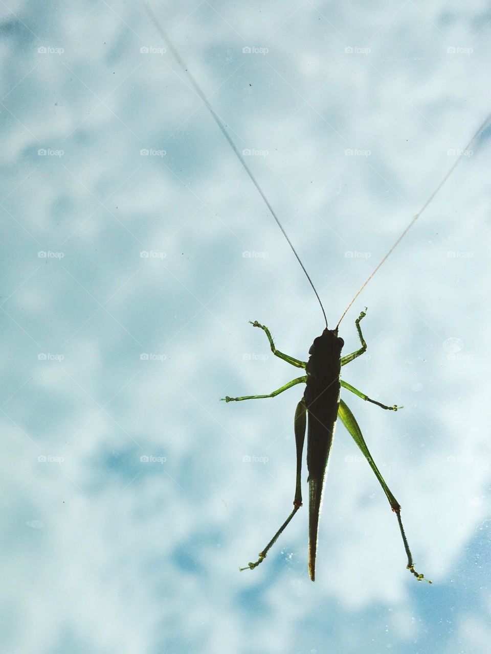 Grasshopper
