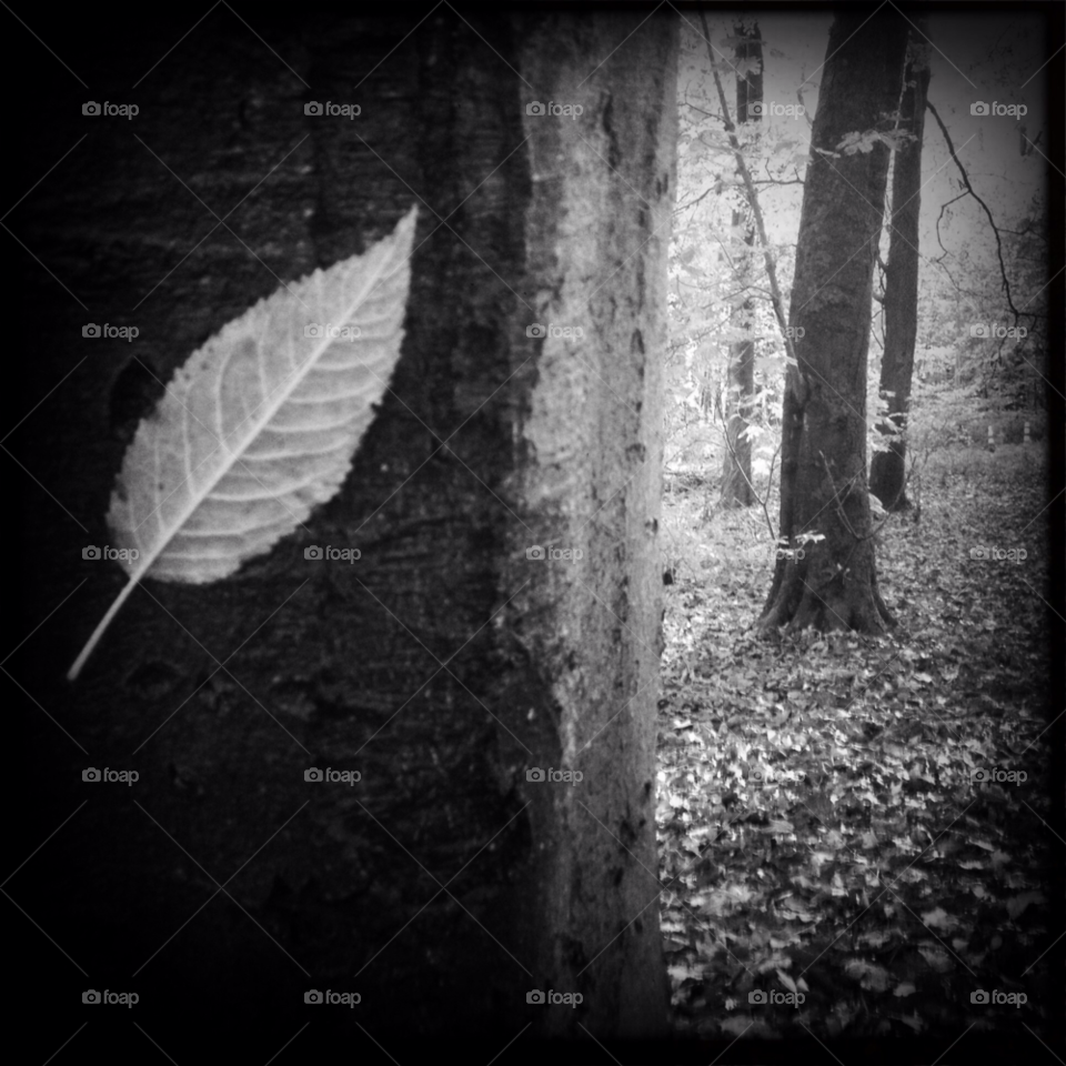 nature wood tree leave by fedra