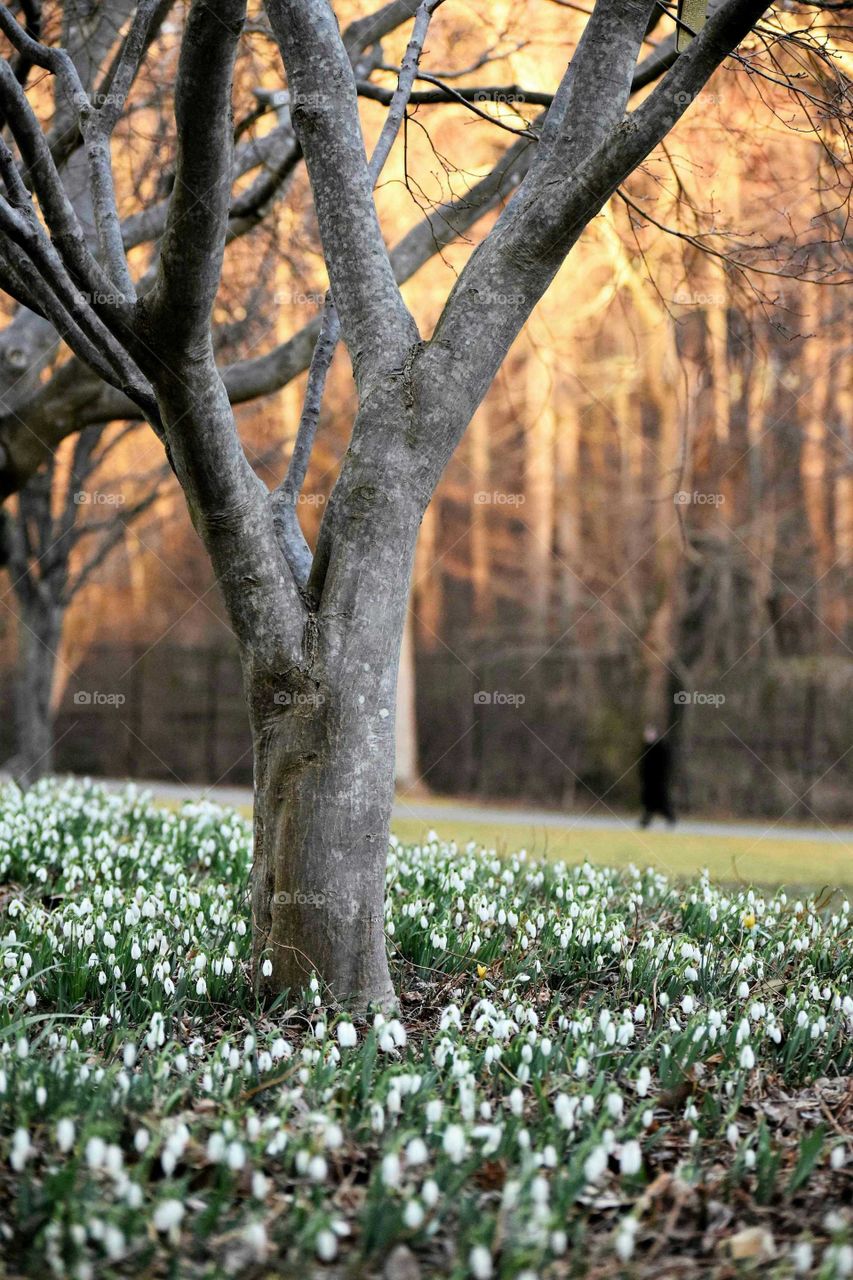 Spring and A Distant Figure