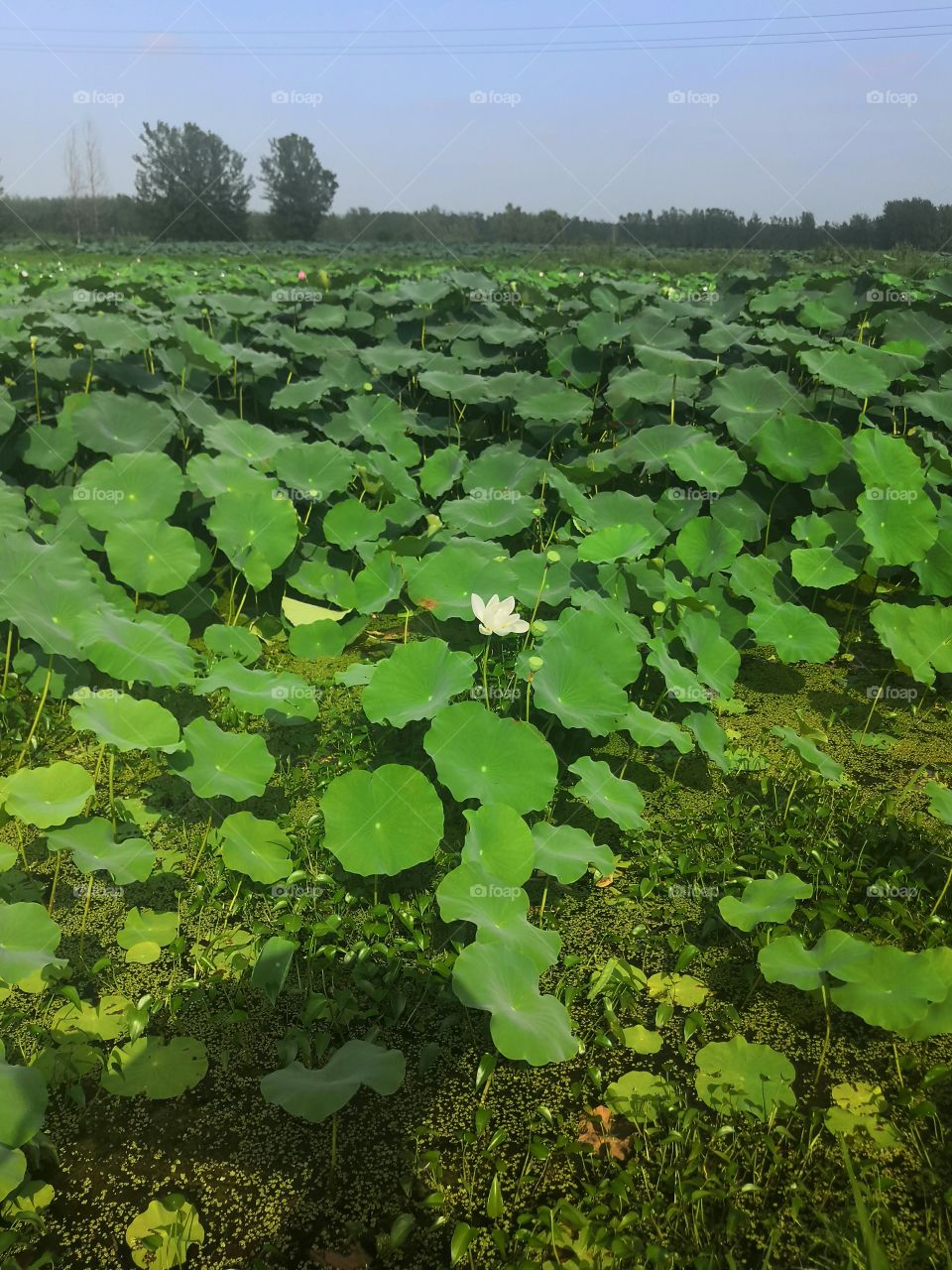 remote lotus 2