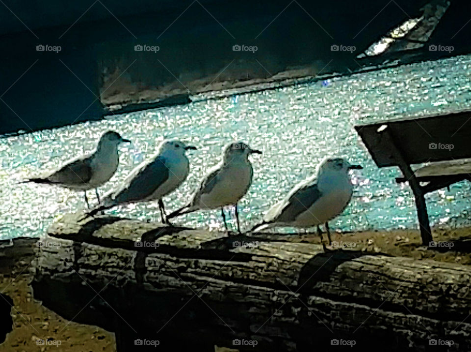 Perched Seagulls