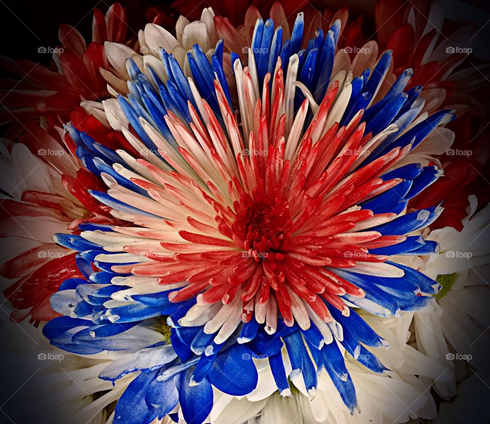 Red white and blue flowers. Red white and blue flowers
