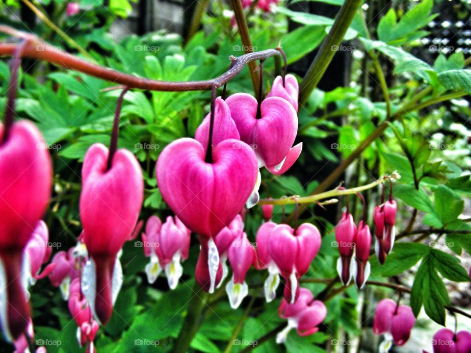 Bleeding Heart
