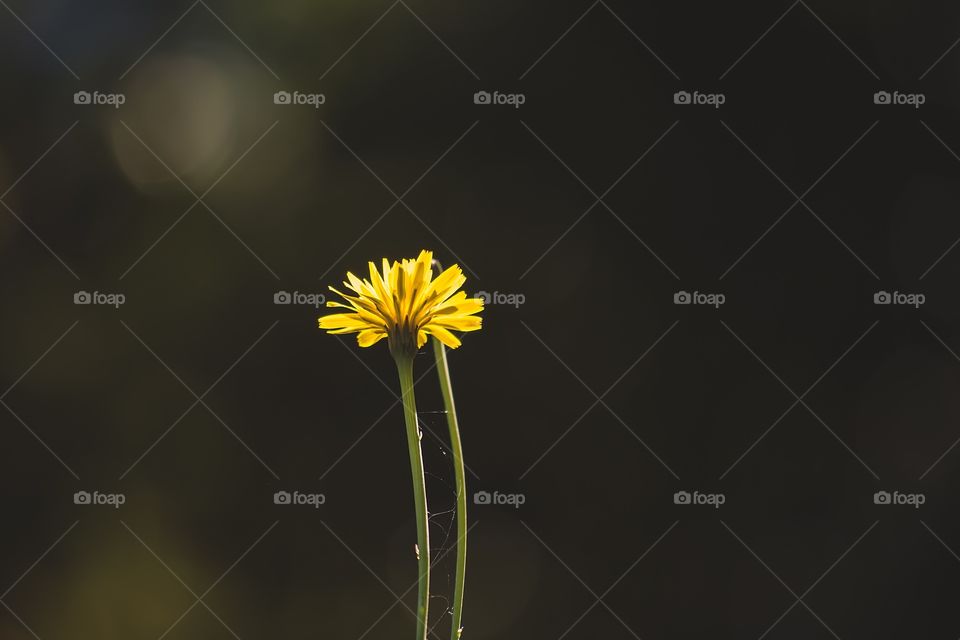 Shining in the sun.... Flower closeup...